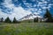 Summer wildflowers on the slopes of Mount Hood, Oregon