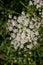 Summer. Wildflowers. Small white flowers, weeds on the background of greenery