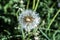 Summer. Wildflowers. White dandelion is already beginning to fly around against the backdrop of greenery