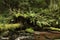 Summer woodland scene, green foliage, fallen tree, growing across river, brown stone riverbed exposed, with green undergrowth, col