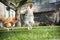 In the summer in the yard with chicken rooster pecking grain. Cl