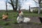 In the summer in the yard with chicken rooster pecking grain. Cl