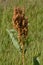 Summer yellow dock plant