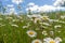 Summerflowers and a blue sky