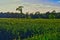 Summers evening  over the wheat feilds