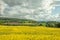 Summertime agricultural landscape and canola crops in the British countryside.