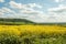 Summertime agricultural landscape and canola crops in the British countryside.