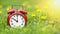 Summertime banner - alarm clock and dandelion flowers