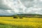 Summertime canola crops landscape in the British countryside.