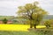 Summertime canola crops landscape in the British countryside.