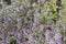 Summertime closeup of fresh thyme herbs in herb bed of garden