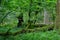 Summertime deciduous forest with dead trees