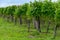 Summertime on Dutch vineyard, young green grapes hanging and ripening on grape plants