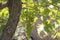 Summertime on France vineyard, young green wine grapes hanging