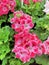 Summertime Geranium flowers in pink colors