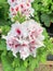 Summertime Geranium flowers in white and pink