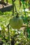 A Summertime Green Tomato Plant