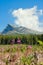 Summertime landscape with Chamaenerion angustifolium known as fireweed against the background of mount the Krivan in mountains H