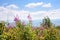 Summertime landscape with Chamaenerion angustifolium known as fireweed view with mountains High Tatras in the Slovakia