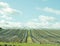 Summertime landscape and a craggy old poly tunnels in the British countryside.