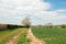 Summertime landscape, fields, hedges and cumulus clouds in the British countryside.