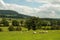 Summertime landscape and some sheep grazing in the British countryside.