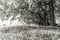 Summertime meadow and row of old oak trees