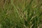 Summertime mountain grass closeup background