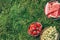 Summertime picnic with healthy food - fruits, watermelon, grapes, strawberries on green grass. Top view. Copy space