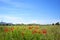 Summertime with poppies