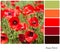 Summertime poppies - shades of red