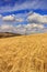 Summertime: rural landscape .Cornfield topped by clouds.Apulia (ITALY)