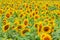 Summertime rural landscape - field of sunflowers