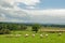 Summertime sheep grazing in a meadow in the British countryside.