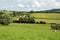 Summertime sheep grazing in a meadow in the British countryside.