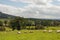 Summertime sheep in a meadow in the British countryside.