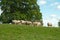 Summertime sheep among`st the trees in the English countryside.