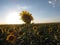 Summertime Sunflowers