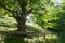 Summertime tree in lush green with sunlight shining through and a rusticv fence and road in the foreground