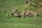 A summertime view of a herd of fallow deers (Dama dama) on the g