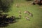 A summertime view of a herd of fallow deers (Dama dama) on the g