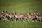 A summertime view of a herd of fallow deers (Dama dama) on the g