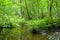 Summertime wetland forest