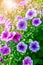 Summery flower purple and pink petunia sunny