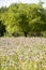 Summery sunny field of buckwheat