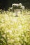 Summery sunny field of buckwheat