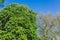 Summery tree branches in city park