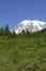 Summit of Mt Rainier rises above conifer forested hills