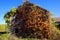 Summit, New Jersey, USA: An abandoned barn overgrown with ivy