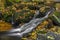 Sumny and Bily creek in autumn morning in Jeseniky mountains